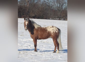 Pony of the Americas, Wallach, 6 Jahre, 112 cm