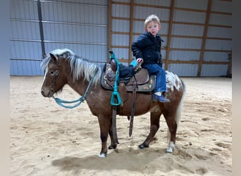 Pony of the Americas, Wallach, 6 Jahre, 112 cm