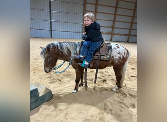 Pony of the Americas, Wallach, 6 Jahre, 112 cm