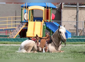 Pony of the Americas, Wallach, 6 Jahre, 124 cm