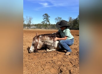 Pony of the Americas, Wallach, 6 Jahre, 137 cm