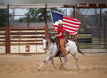 Pony of the Americas, Wallach, 6 Jahre, 137 cm