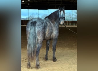 Pony of the Americas, Wallach, 6 Jahre, 140 cm, Schimmel