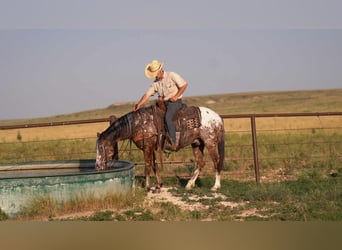 Pony of the Americas, Wallach, 6 Jahre, 142 cm