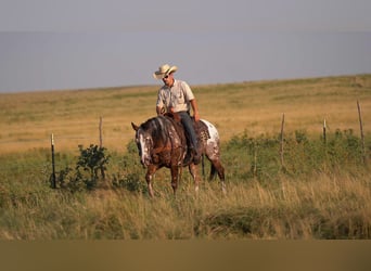 Pony of the Americas, Wallach, 6 Jahre, 142 cm