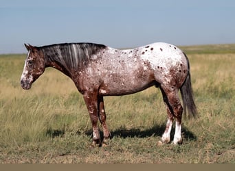 Pony of the Americas, Wallach, 6 Jahre, 142 cm