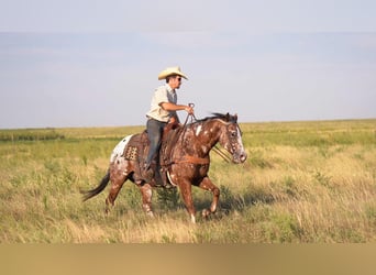 Pony of the Americas, Wallach, 6 Jahre, 142 cm