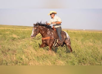 Pony of the Americas, Wallach, 6 Jahre, 142 cm