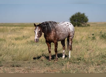 Pony of the Americas, Wallach, 6 Jahre, 142 cm