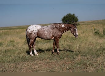 Pony of the Americas, Wallach, 6 Jahre, 142 cm