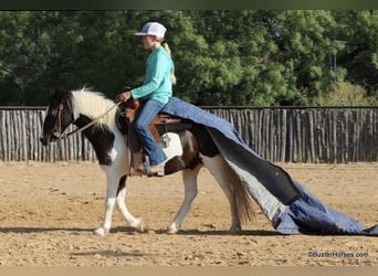 Pony of the Americas, Wallach, 7 Jahre, 109 cm, Tobiano-alle-Farben
