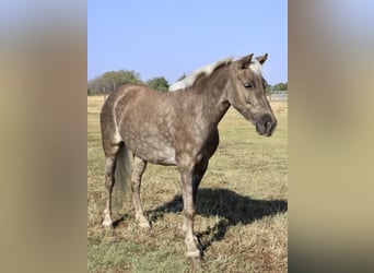 Pony of the Americas, Wallach, 7 Jahre, 112 cm, Schimmel