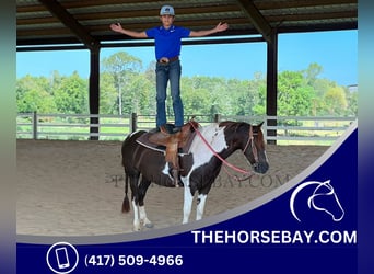 Pony of the Americas, Wallach, 7 Jahre, 135 cm, Tobiano-alle-Farben