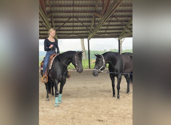 Pony of the Americas, Wallach, 7 Jahre, 142 cm, Rappe