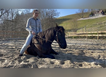 Pony of the Americas, Wallach, 7 Jahre, 142 cm, Rappe
