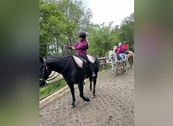 Pony of the Americas, Wallach, 7 Jahre, 142 cm, Rappe
