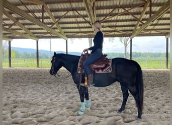 Pony of the Americas, Wallach, 7 Jahre, 142 cm, Rappe