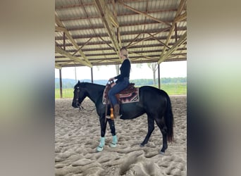 Pony of the Americas, Wallach, 7 Jahre, 142 cm, Rappe