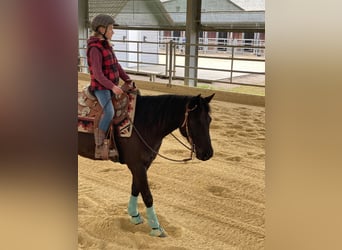 Pony of the Americas, Wallach, 7 Jahre, 142 cm, Rappe