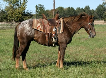 Pony of the Americas, Wallach, 7 Jahre, 142 cm, Roan-Red