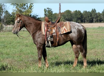 Pony of the Americas, Wallach, 7 Jahre, 142 cm, Roan-Red