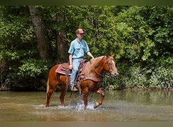 Pony of the Americas, Wallach, 7 Jahre, 142 cm, Rotfuchs