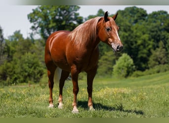 Pony of the Americas, Wallach, 7 Jahre, 142 cm, Rotfuchs