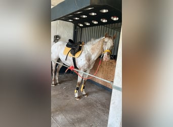 Pony of the Americas, Wallach, 7 Jahre, 144 cm