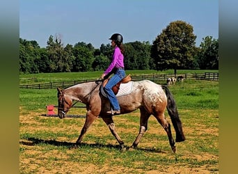 Pony of the Americas, Wallach, 7 Jahre, 147 cm
