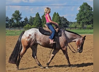 Pony of the Americas, Wallach, 7 Jahre, 147 cm
