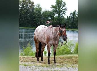 Pony of the Americas, Wallach, 7 Jahre, 147 cm