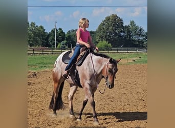 Pony of the Americas, Wallach, 7 Jahre, 147 cm