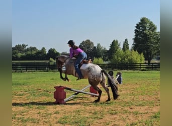 Pony of the Americas, Wallach, 7 Jahre, 147 cm