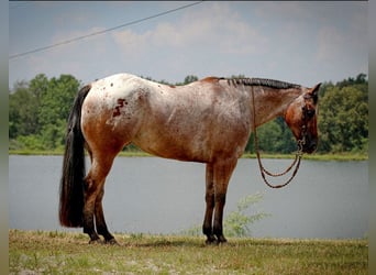 Pony of the Americas, Wallach, 7 Jahre, 147 cm