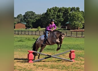 Pony of the Americas, Wallach, 7 Jahre, 147 cm