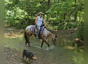 Pony of the Americas, Wallach, 7 Jahre, 147 cm