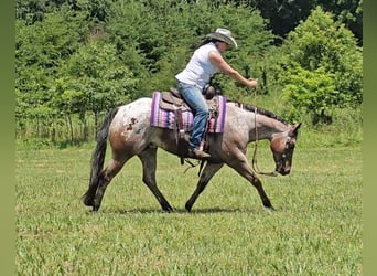 Pony of the Americas, Wallach, 7 Jahre, 147 cm