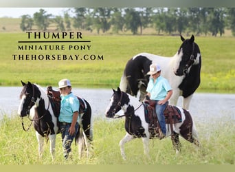 Pony of the Americas, Wallach, 8 Jahre, 102 cm, Tobiano-alle-Farben