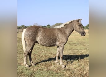 Pony of the Americas, Wallach, 8 Jahre, 112 cm, Schimmel