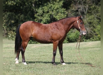 Pony of the Americas, Wallach, 8 Jahre, 135 cm, Rotbrauner