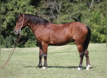 Pony of the Americas, Wallach, 8 Jahre, 135 cm, Rotbrauner
