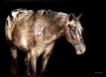 Pony of the Americas, Wallach, 8 Jahre, 137 cm, Schimmel