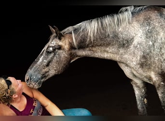Pony of the Americas, Wallach, 8 Jahre, 137 cm, Schimmel