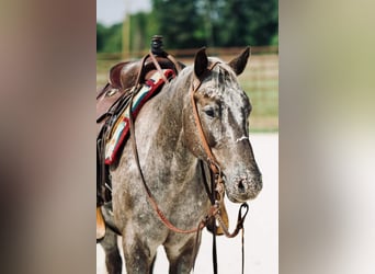 Pony of the Americas, Wallach, 8 Jahre, 137 cm, Schimmel