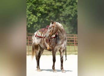 Pony of the Americas, Wallach, 8 Jahre, 137 cm, Schimmel
