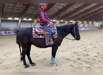 Pony of the Americas, Wallach, 8 Jahre, 141 cm, Rappe