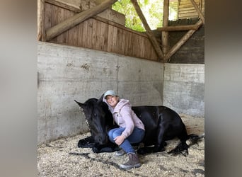 Pony of the Americas, Wallach, 8 Jahre, 141 cm, Rappe