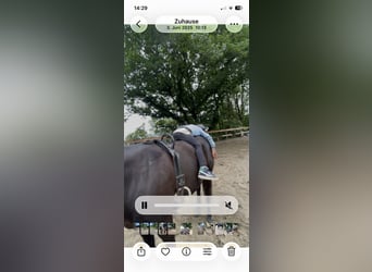 Pony of the Americas, Wallach, 8 Jahre, 141 cm, Rappe