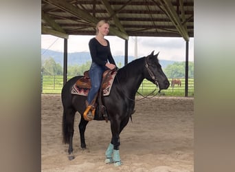 Pony of the Americas, Wallach, 8 Jahre, 141 cm, Rappe