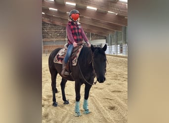 Pony of the Americas, Wallach, 8 Jahre, 141 cm, Rappe